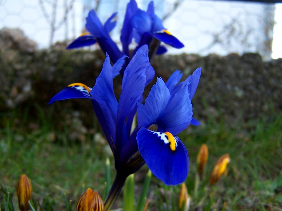 Iridaceae purple blossom