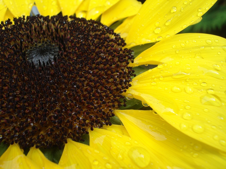 Close up raindrop yellow