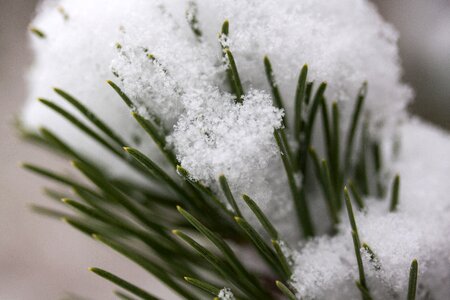 Pine greenhouse new zealand snow white