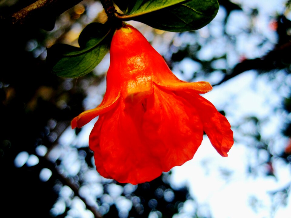 Bright cup shaped garden