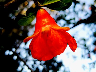 Bright cup shaped garden