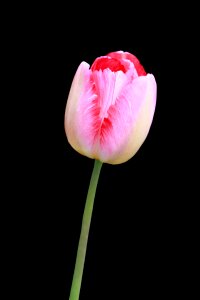 Pink bloom close-up