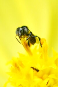 Flower center nectar honey photo