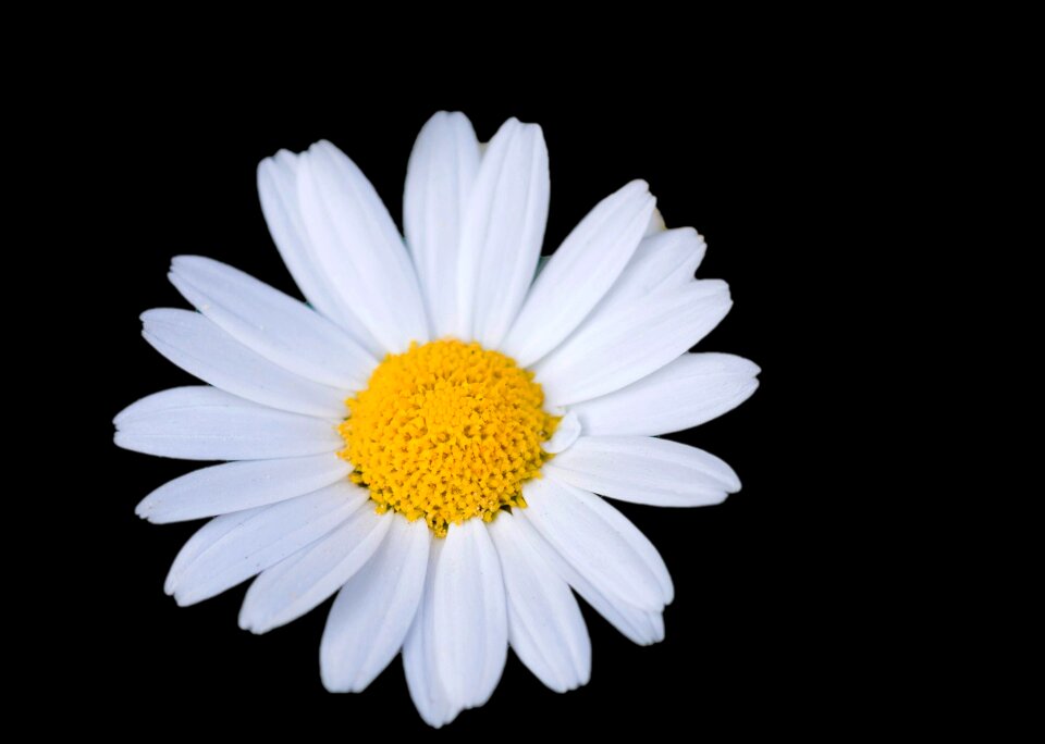 Floral black background photo