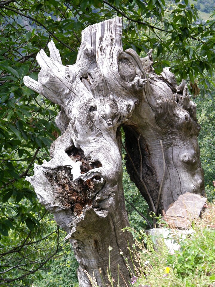 Chestnut tree trunk rhizome