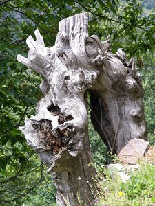 Chestnut tree trunk rhizome