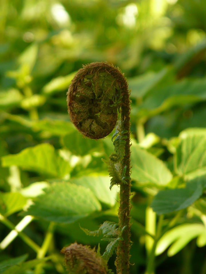 Fiddlehead dryopteris affinis roll