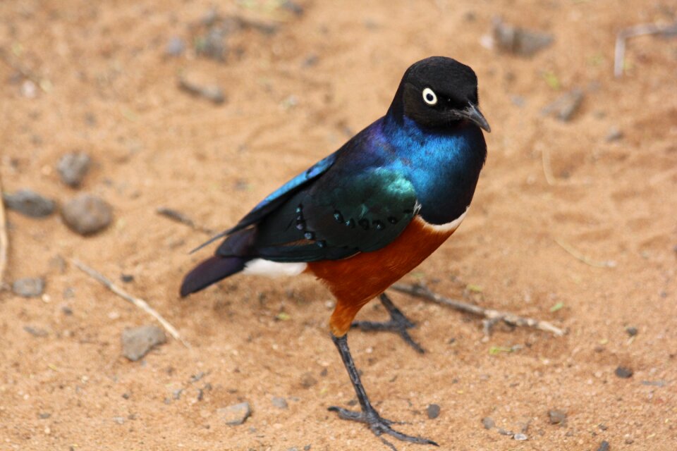 Tarangire colorful wild animal