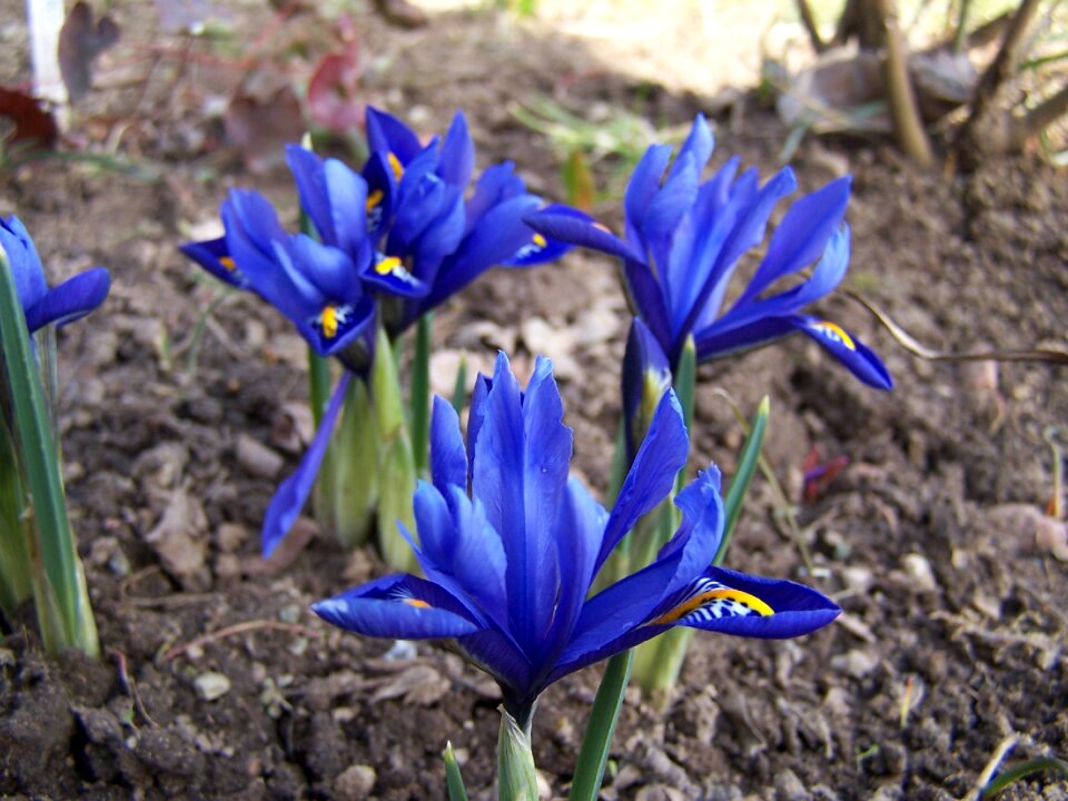 Iridaceae purple blossom