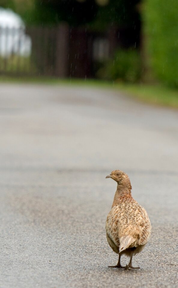 Nature female hen