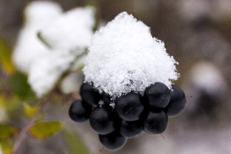 Black berries transition