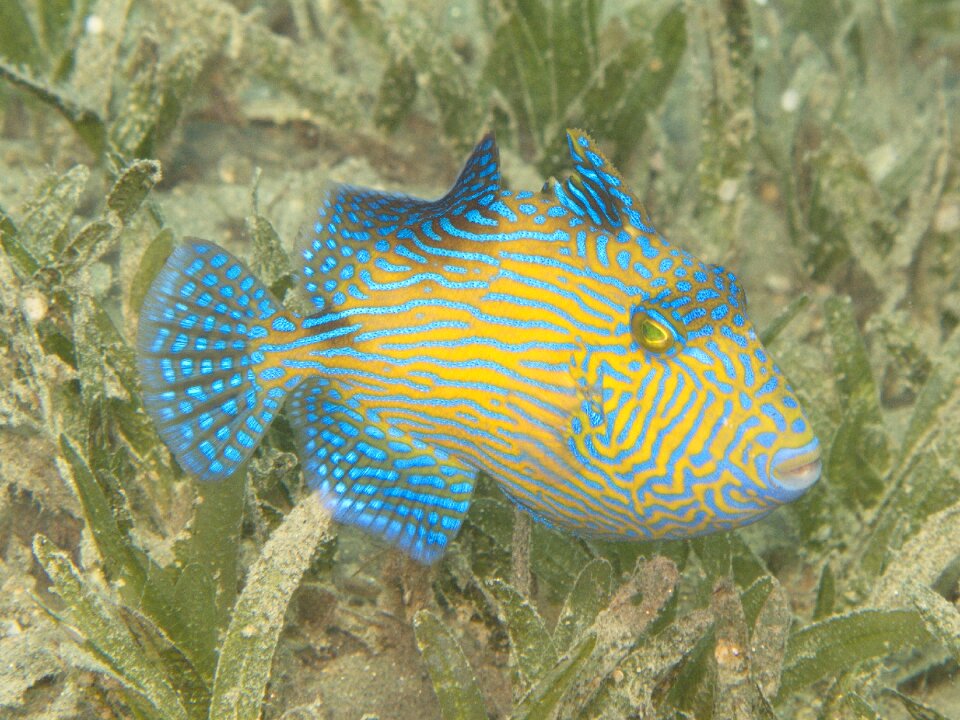 Young fish rotesmeer underwater