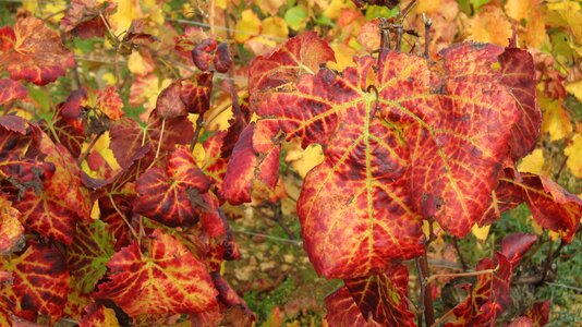The slopes of corton in the fall vines vine leaves