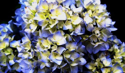 Christmas rose petals blue