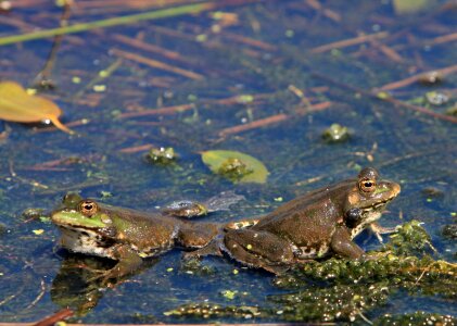 Animal amphibian water