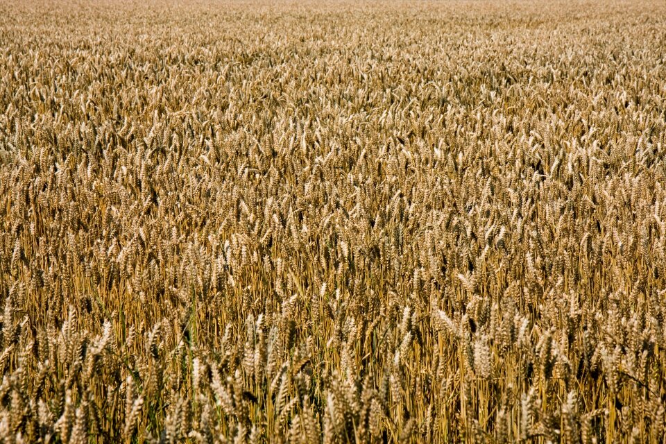 Background wallpaper grain