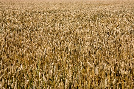Background wallpaper grain