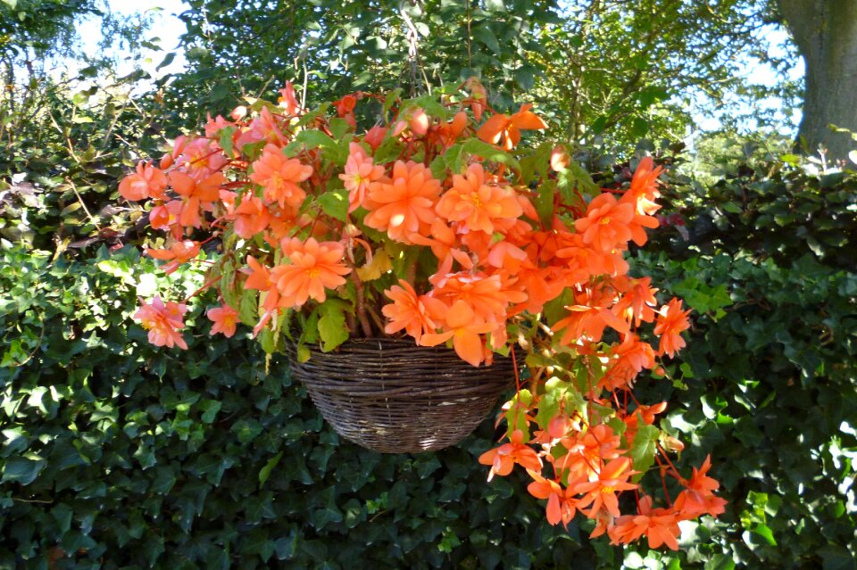 Nature garden hanging
