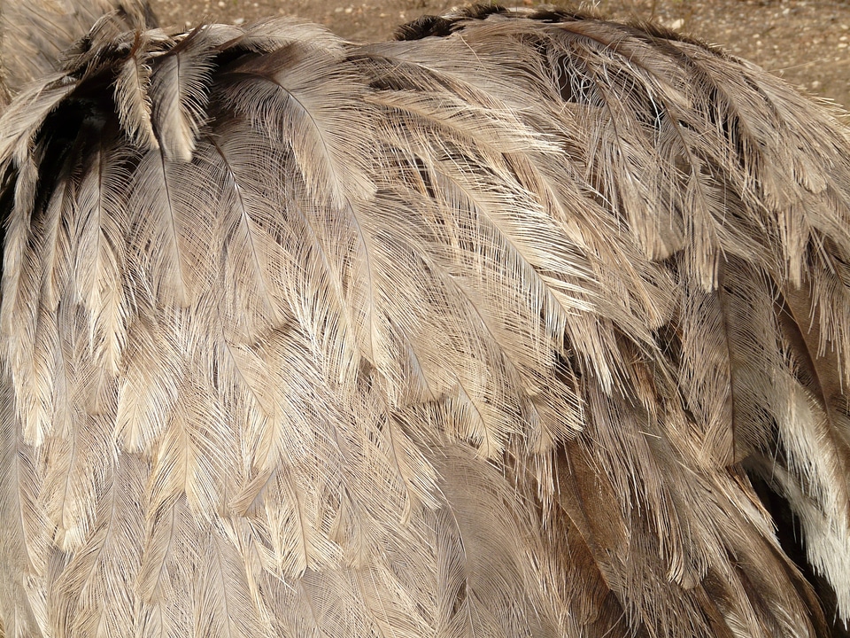 Plumage feather animal