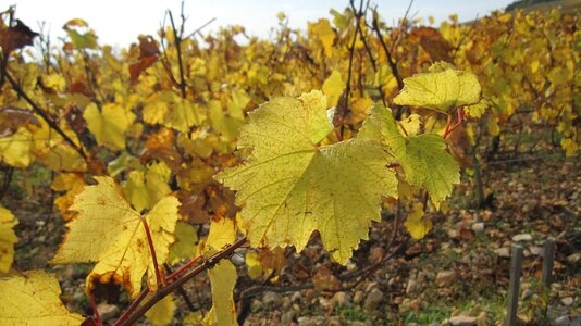 The slopes of corton in the fall vines vine leaves