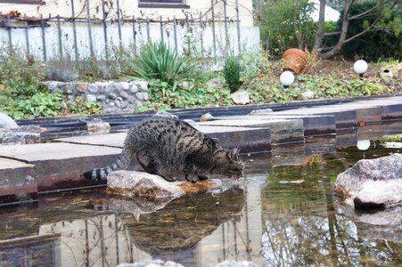 Mieze animal fountain