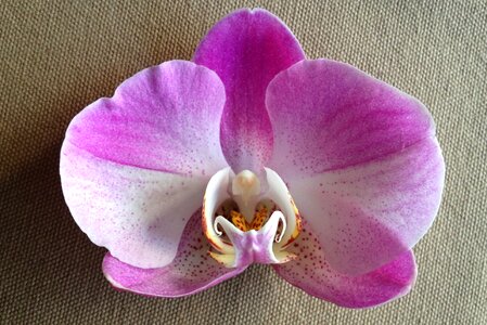 Orchid close up beauty photo