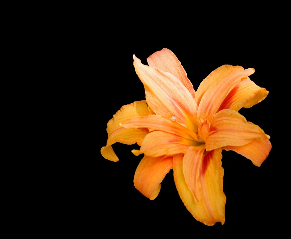 Black background beautiful
