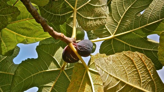 Tree vegetable nature