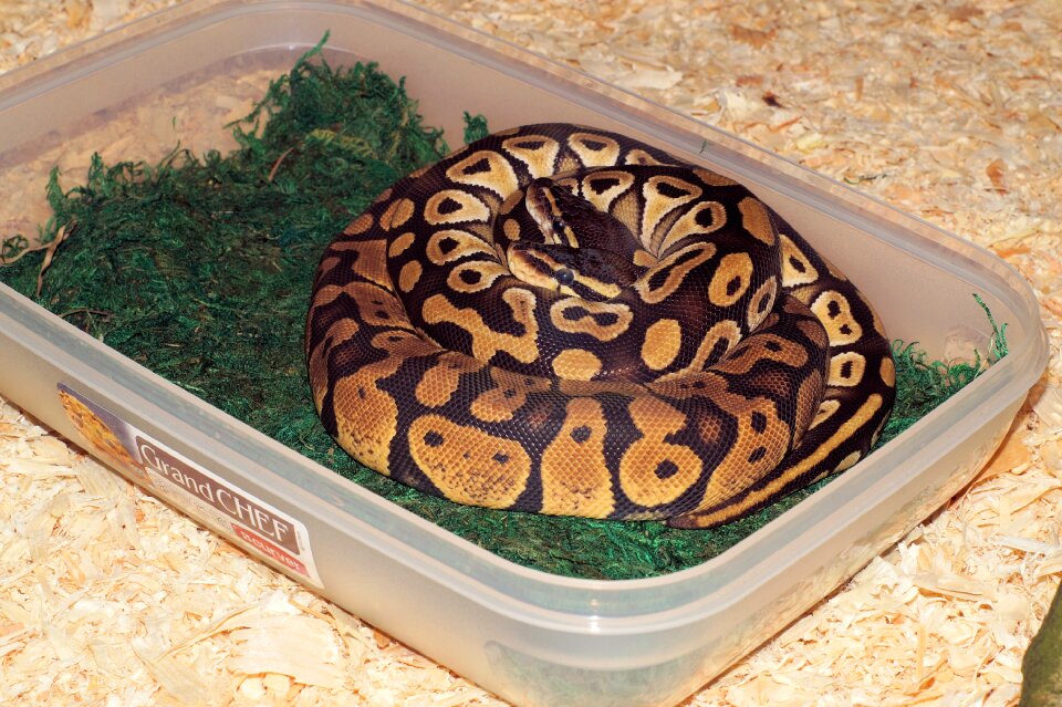 Pythons exotic mojave
