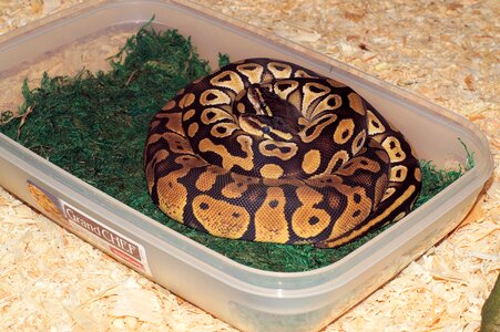 Pythons exotic mojave