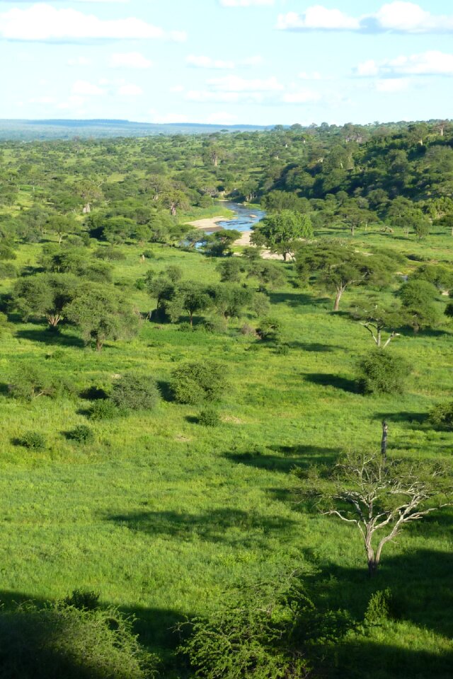 Tarangire trees landscape