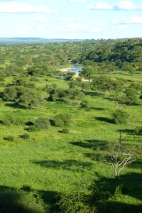 Tarangire trees landscape