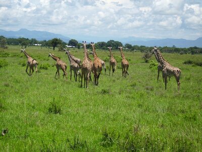 Mikumi national park wilderness