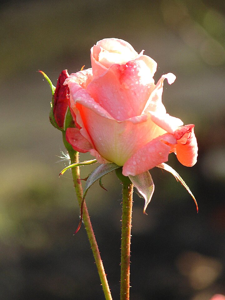 Flower plant rose bloom