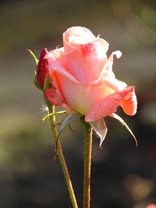 Flower plant rose bloom