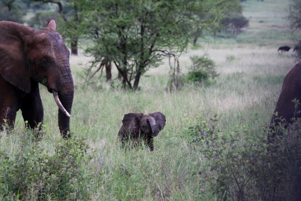 Africa tanzania tarangire