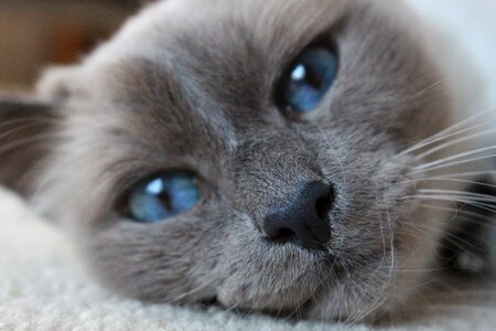 Close-up portrait feline