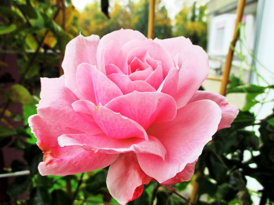 Pink flower plant nature