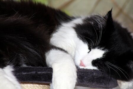 Sleep longhair cat maine coon photo