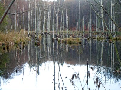 Trees in the water waldsee mirroring photo