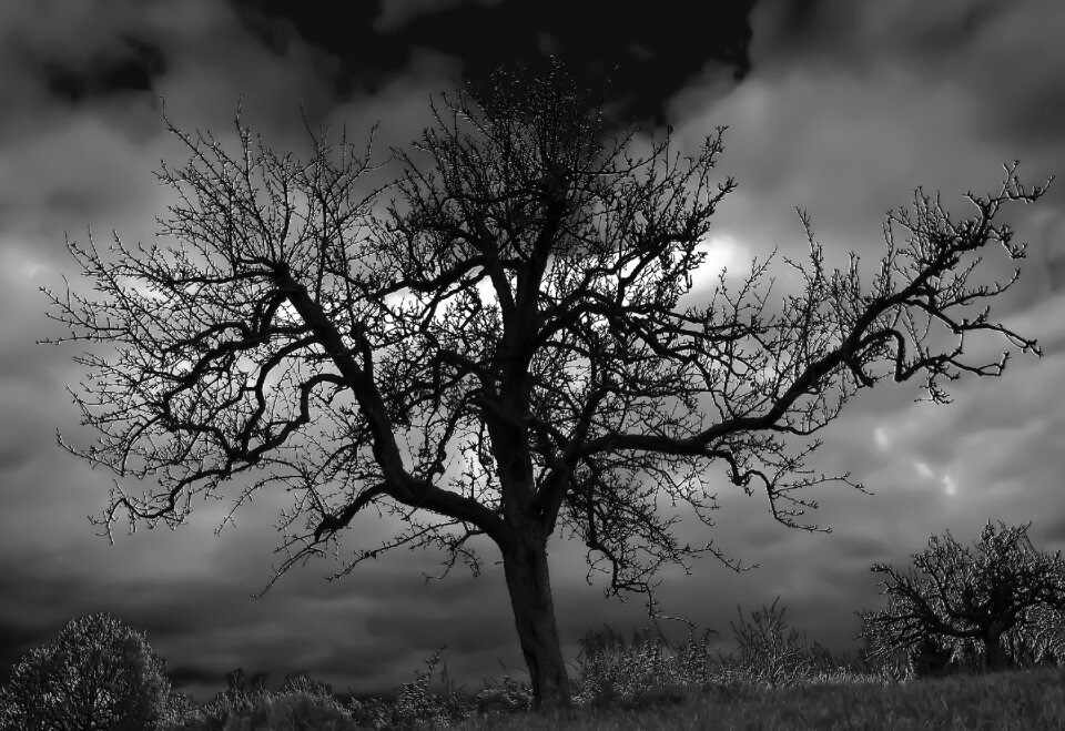 Nature trees natural