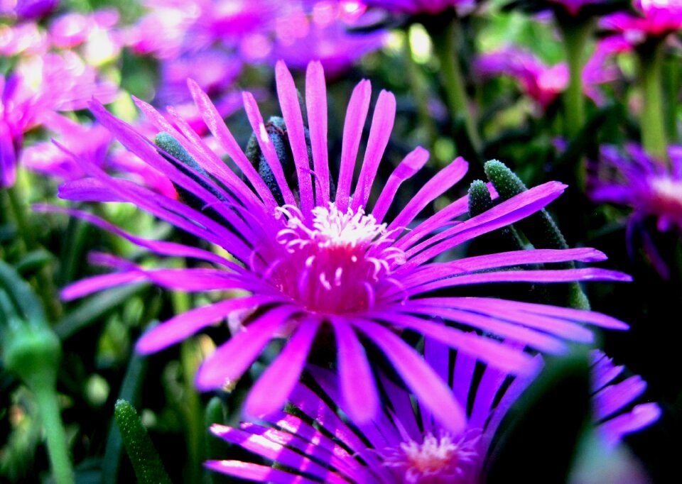 Bright succulent mesem