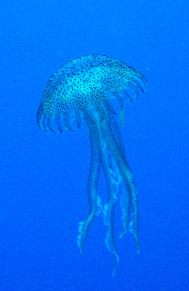Diving creature sea animal photo