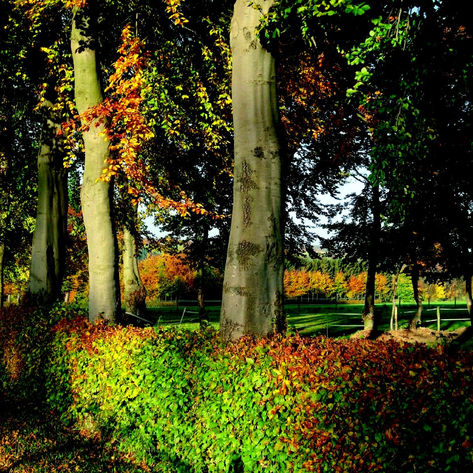North eifel deciduous woody plants beech