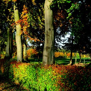 North eifel deciduous woody plants beech