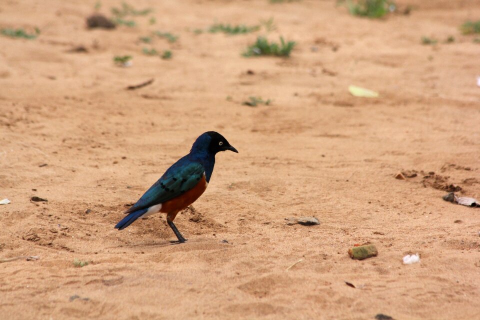 Tarangire colorful wild animal