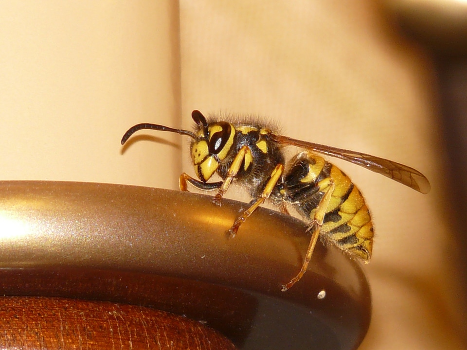 Sting macro close up