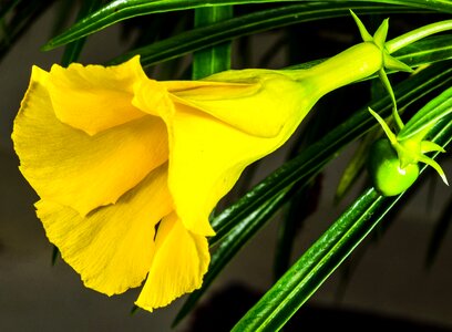 Flower yellow public record