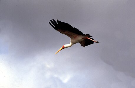 Heron heron in flight Free photos