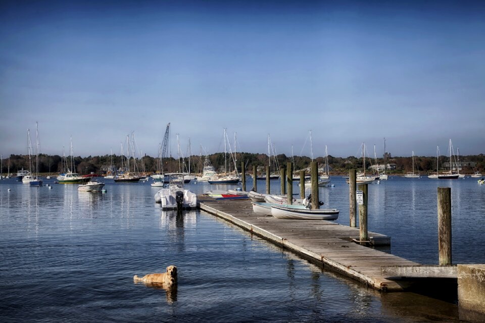 Harbor dog canine photo